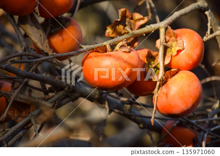 Image of persimmons growing on a tree Image of persimmons growing on a tree 135971060