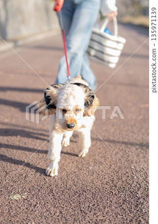 Dog walking Dog walking 135971139