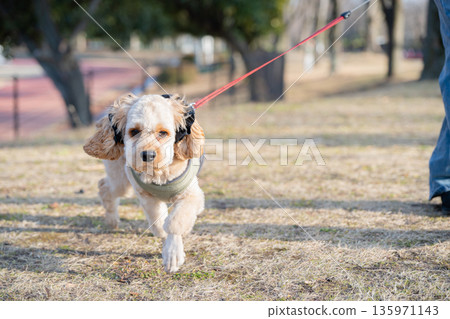 Dog walking Dog walking 135971143
