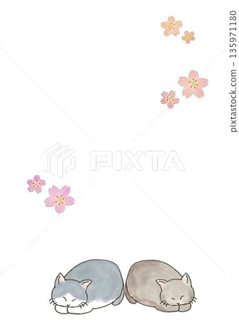 睡貓和櫻花插圖 睡貓和櫻花插圖 135971180