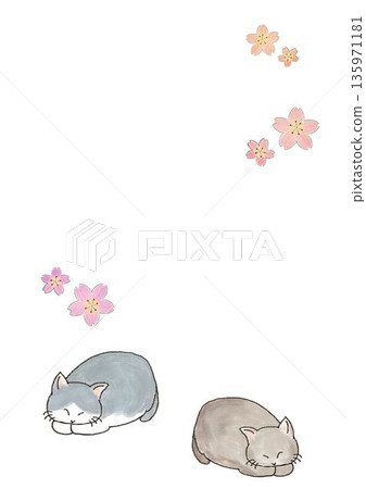 睡貓和櫻花插圖 睡貓和櫻花插圖 135971181