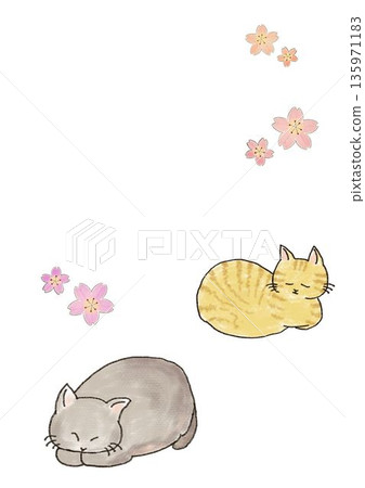睡貓和櫻花插圖 睡貓和櫻花插圖 135971183