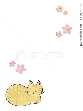 睡貓和櫻花插圖 睡貓和櫻花插圖 135971186