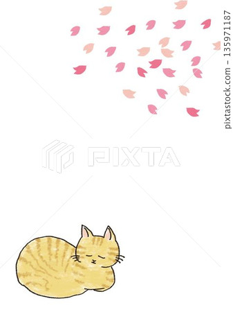 睡貓和櫻花插圖 睡貓和櫻花插圖 135971187