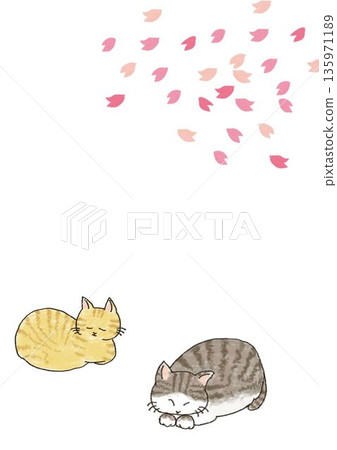睡貓和櫻花插圖 睡貓和櫻花插圖 135971189