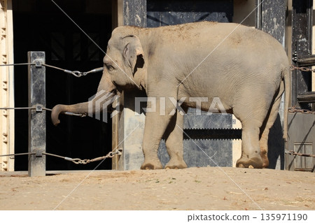 動物園風景與亞洲象 動物園風景與亞洲象 135971190