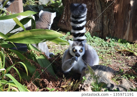 動物園裡的一幕,一隻環尾狐猴正看著你。 動物園裡的一幕,一隻環尾狐猴正看著你。 135971191