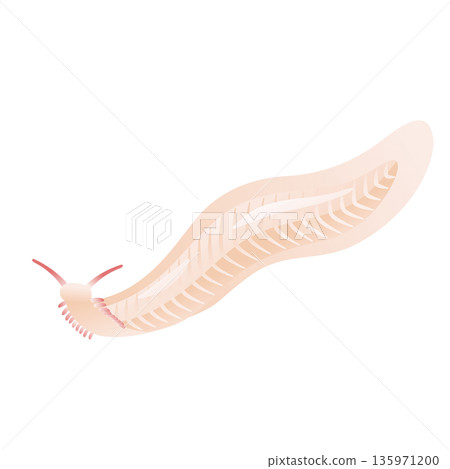 Pikaia, a Cambrian prehistoric animal 135971200