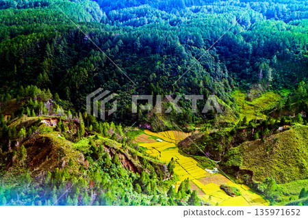 view from the sky of the rice fields view from the sky of the rice fields 135971652