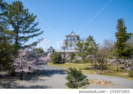 Cherry blossoms in full bloom and Iga Ueno Castle in Iga City, Mie Prefecture 135971661