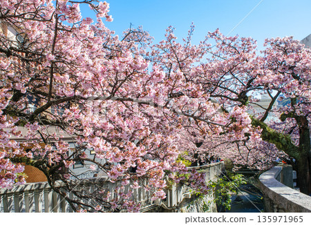靜岡縣熱海市熱海櫻花、絲川散步道、2月初 135971965