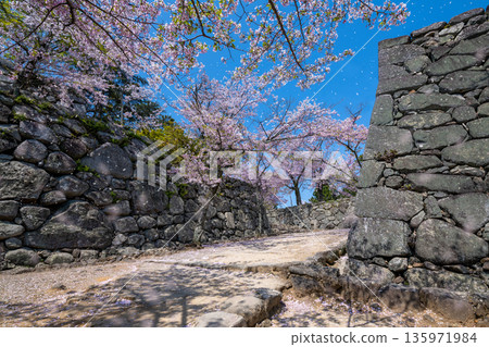 盛開的櫻花和松阪城遺址（松阪公園），三重縣松阪市 135971984