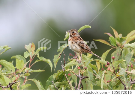 Female red-faced bunting Female red-faced bunting 135972016