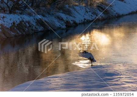河面上倒映著丹頂鶴的身影 135972054