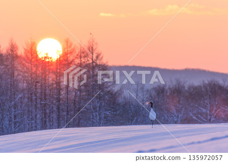 冬日日出，丹頂鶴吐白沫 135972057