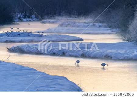 Roosts and red-crowned cranes bathed in the morning glow Roosts and red-crowned cranes bathed in the morning glow 135972060
