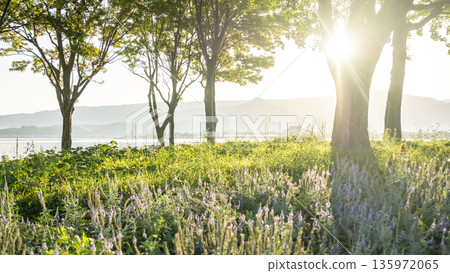 A park where the sun shines through the trees 135972065