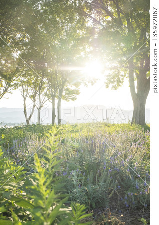 陽光透過樹林灑滿的公園 陽光透過樹林灑滿的公園 135972067