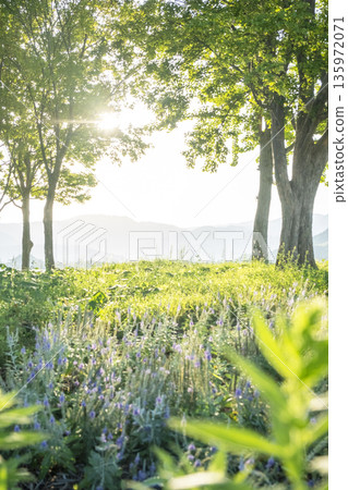 A park where the sun shines through the trees 135972071