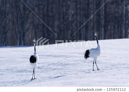Two red-crowned cranes dancing Two red-crowned cranes dancing 135972112