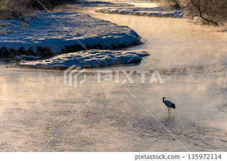 A red-crowned crane standing on a river in the morning mist A red-crowned crane standing on a river in the morning mist 135972114