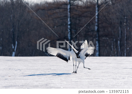 Two red-crowned cranes dancing Two red-crowned cranes dancing 135972115