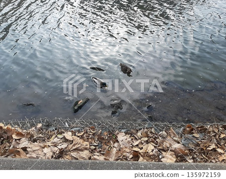 Duck floating in the river Duck floating in the river 135972159