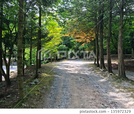 It is a forest road lined with trees. It is a forest road lined with trees. 135972329