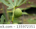 It is a fig tree with fruit. 135972351