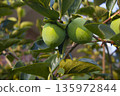 This is a persimmon tree with unripe fruit. 135972844