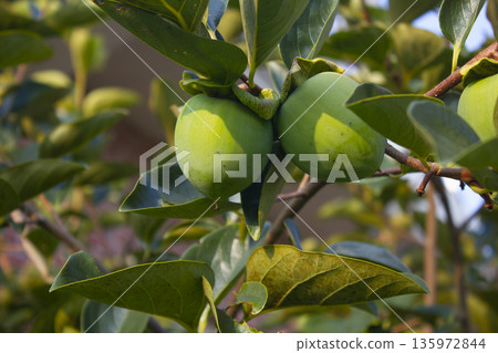 This is a persimmon tree with unripe fruit. 135972844
