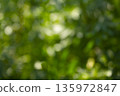 Out of focus background of green forest. 135972847