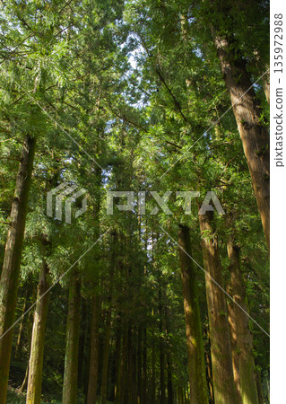 It's a forest with oak trees. 135972988