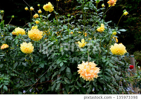 Yuyu Land Hanawa Dahlia Garden #42 135973398