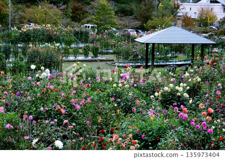 Yuyu Land Hanawa Dahlia Garden #48 135973404
