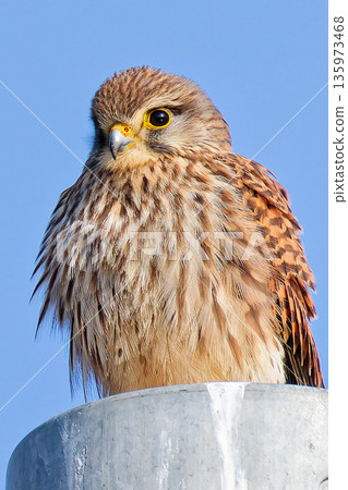 一隻雌性紅隼在電線桿上抖動羽毛。 135973468