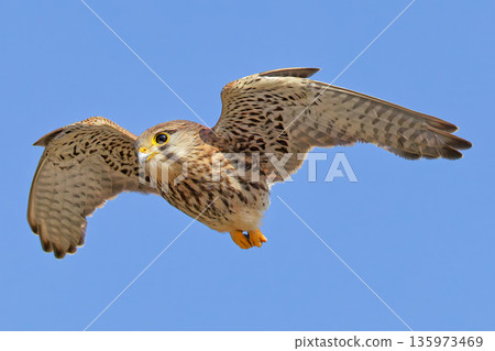 一隻雌性紅隼在藍天中飛翔 135973469
