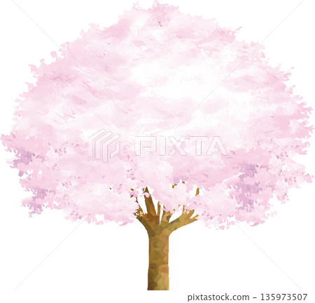Hand-drawn watercolor illustration of a cherry tree in full bloom. Perfect for cherry blossom viewing or school entrance celebrations. Japanese-style vector material. 135973507
