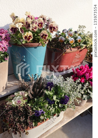Various flowers planted in pots Various flowers planted in pots 135973554