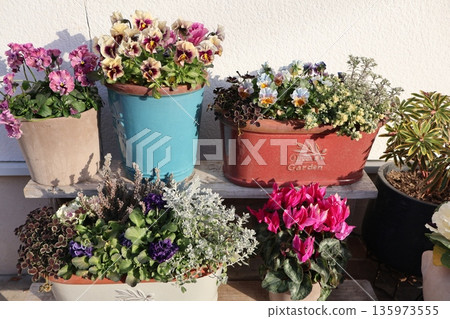 入口處的花卉擺設和盆栽 135973555