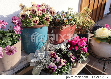 入口處的花卉擺設和盆栽 135973557