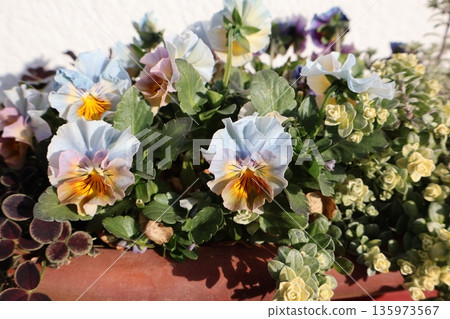 A mixture of light blue frilled viola and helichrysum 135973567