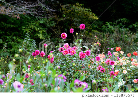 Yuyu Land Hanawa Dahlia Garden #51 135973575