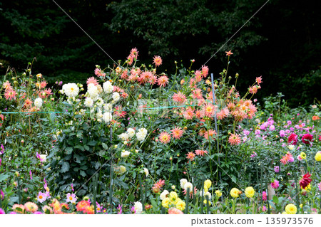 Yuyu Land Hanawa Dahlia Garden #52 135973576