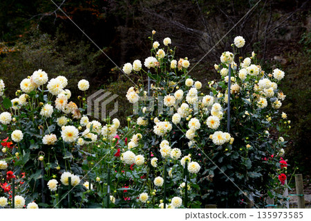 悠遊樂園花輪大麗花花園#58 悠遊樂園花輪大麗花花園#58 135973585