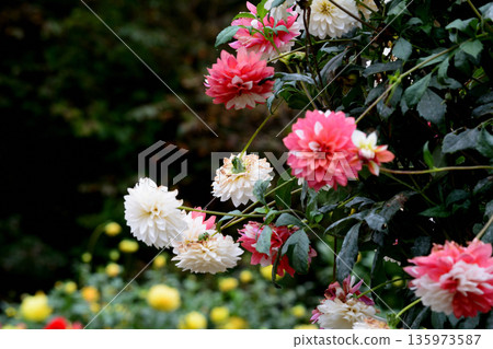 悠遊樂園花輪大麗花花園 #60 135973587