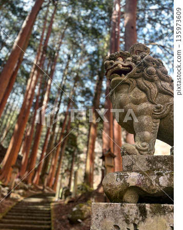 The guardian lion statues of the shrine and the cedar forest with sunlight filtering through the trees 135973609