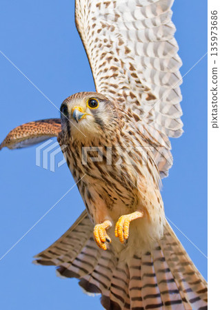 A female kestrel trying to change direction 135973686