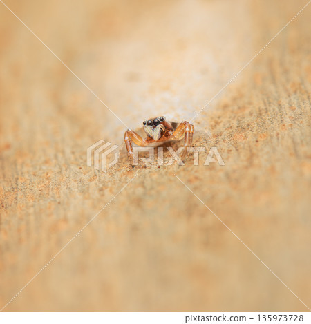 Flat-white jumping spider Flat-white jumping spider 135973728