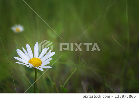 Daisy flower in green meadow with bokeh Daisy flower in green meadow with bokeh 135973860